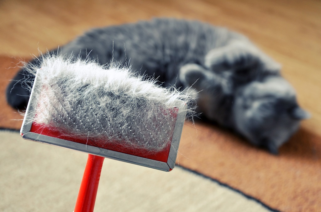 How to get rid of cat dander in new house